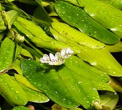 Flowering Plants