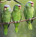 Amazon Parrots