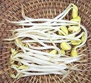 Mung and Soy Bean Sprouts
