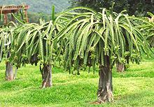 Plants with green fruit