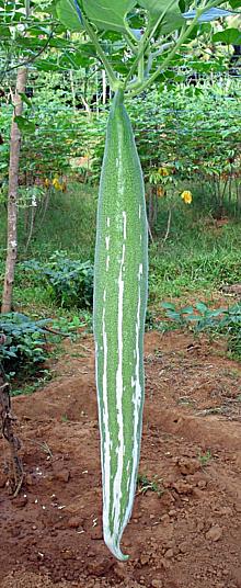 Snake Gourd hanging from Vine
