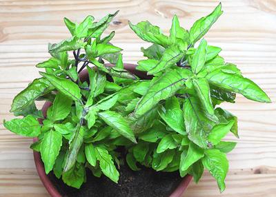 Live purple Basil Plants