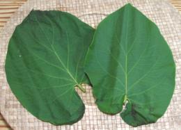 Hoja Santa Leaves