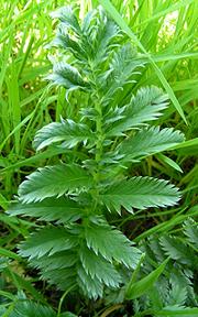 Leafy Common Silverweed Plant