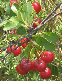 Ground Cherries on Shrub