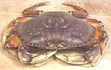Dungeness Crab