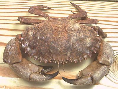 Live Red Rock Crab
