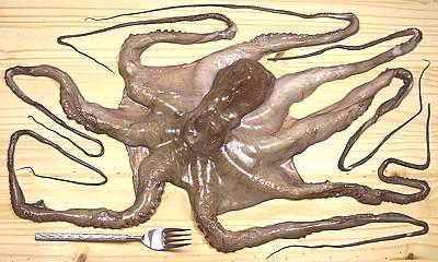 A Large Octopus