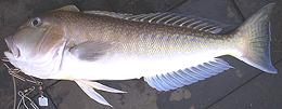whole fish