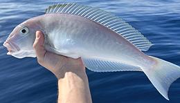 Live Gray Tilefish