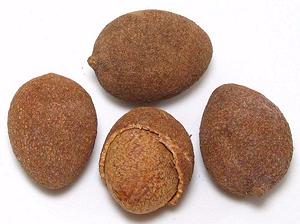 Coco Plum Seeds, whole and broken open